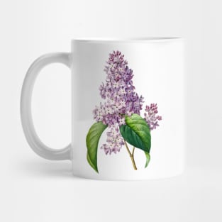 Lilac flower - Botanical Illustration Mug